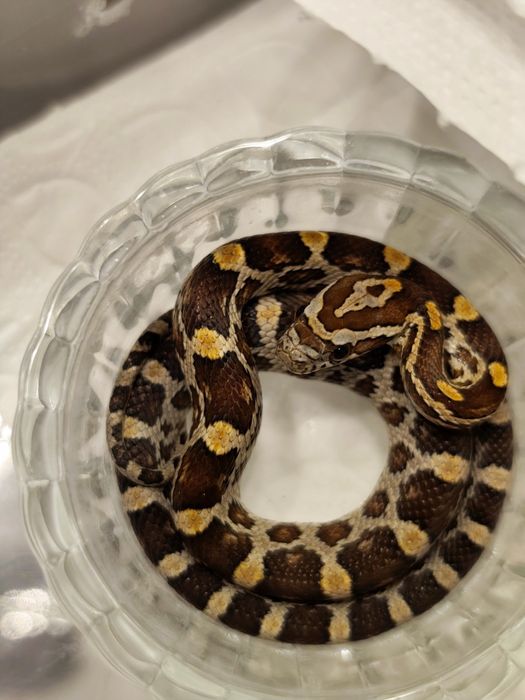 Wąż zbożowy Normal RF (?) het amel anery scaleless ph motley/stripe