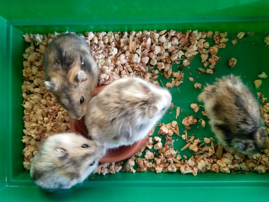 Джунгарский хомяк