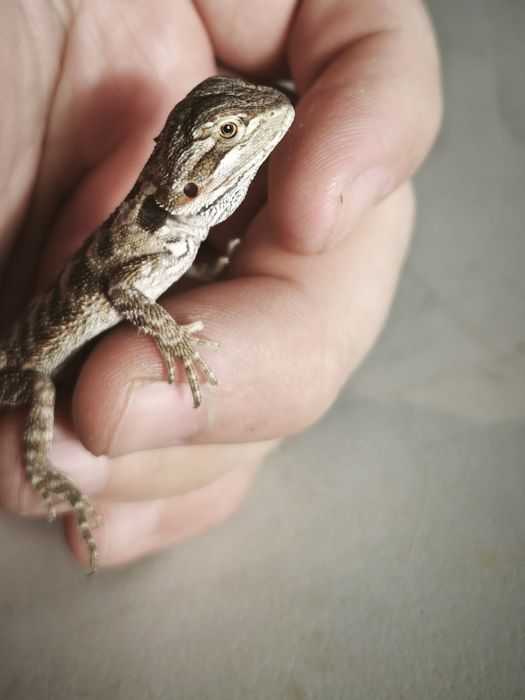 agama brodata – młody osobnik