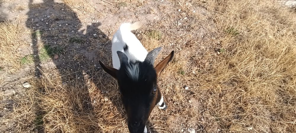 Cabrito Anão 6 meses