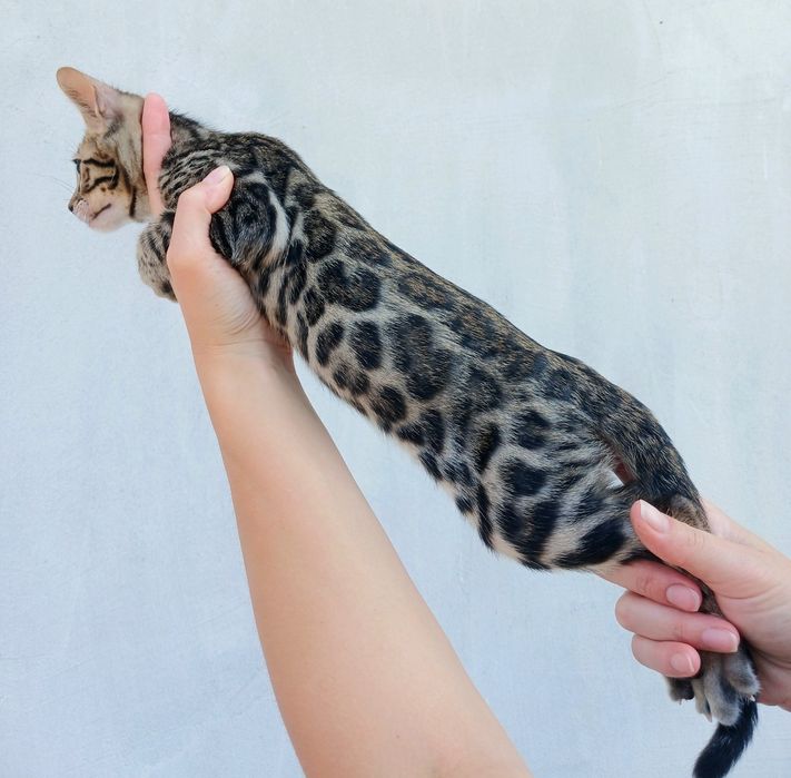 Бенгальські клубні кошенята