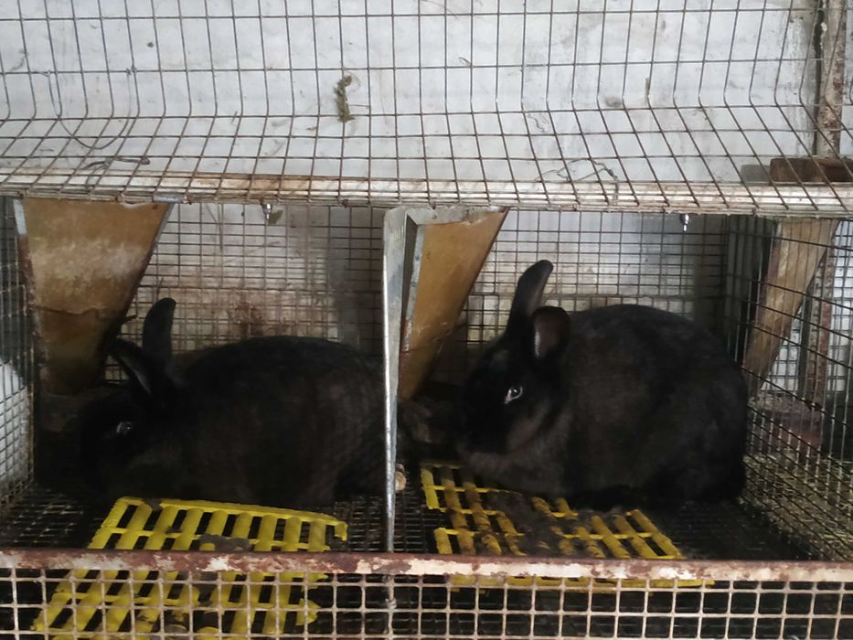 Продам кролі мардер куна