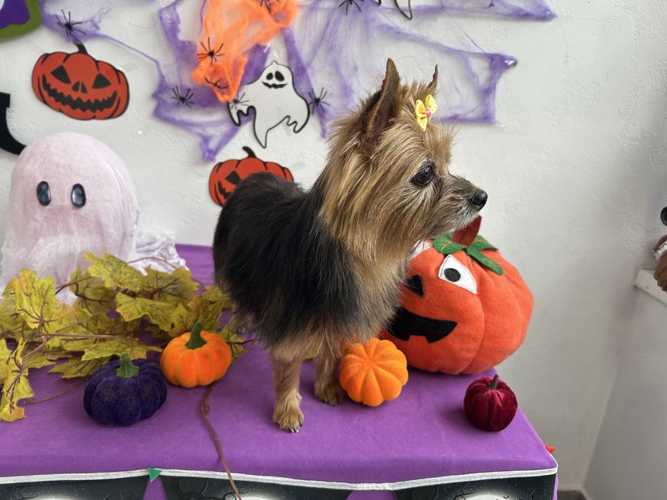 Груминг, стрижка собак, экспресс линька собак и котов