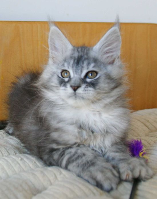 Maine Coon - kocurek