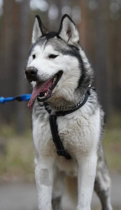 Charlie - husky malamut do adopcji!