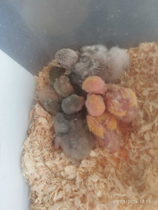 Vendo agapórnis para cria a mão