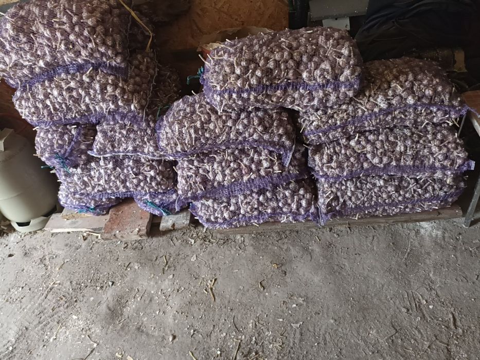 Продам часник любаша