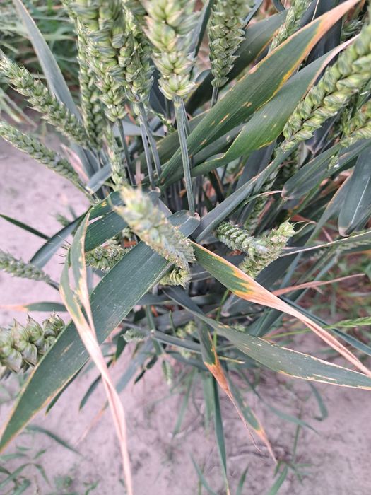 Pszenica konsumpcyjna dla drobiu kur gołębi