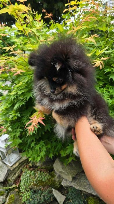 Szpic miniaturowy pomeranian piesek