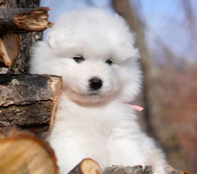 Samoyed szczeniak juz do odbioru