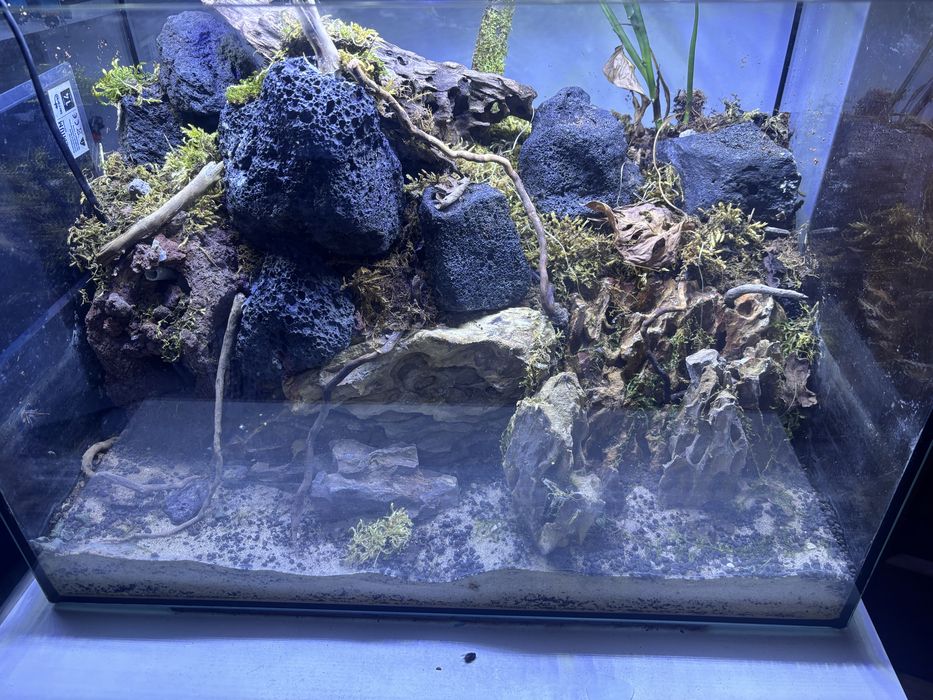 Paludarium z wodospadem i mieszkańcami