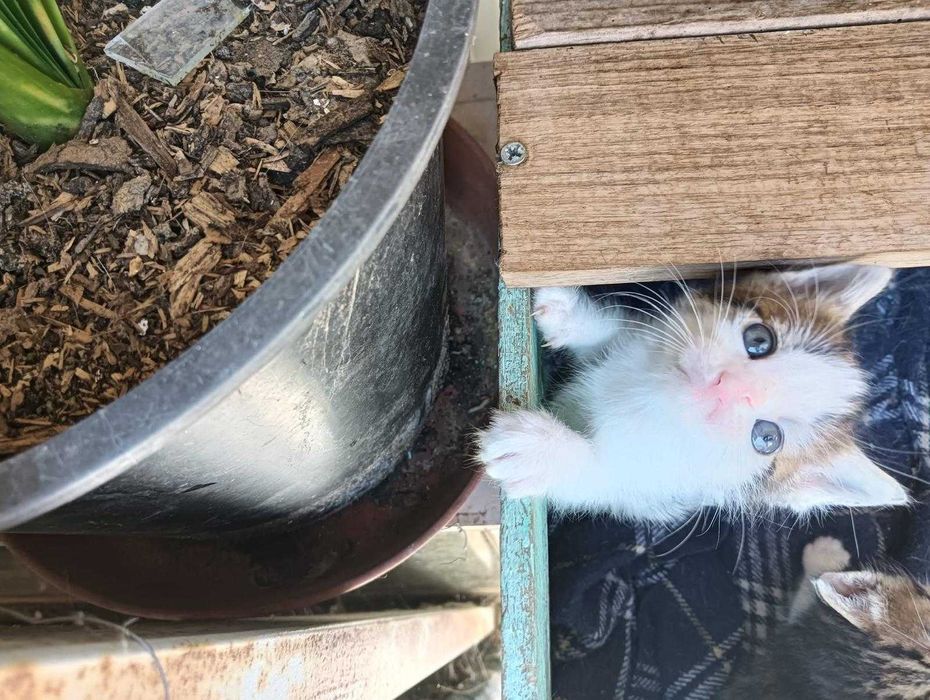 Gatinhos para adoção