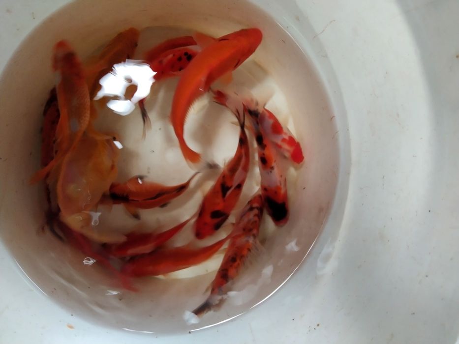 Sandacz 11-13 cm z Dowozem