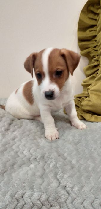 Jack Russell terier gładkowlose piesek