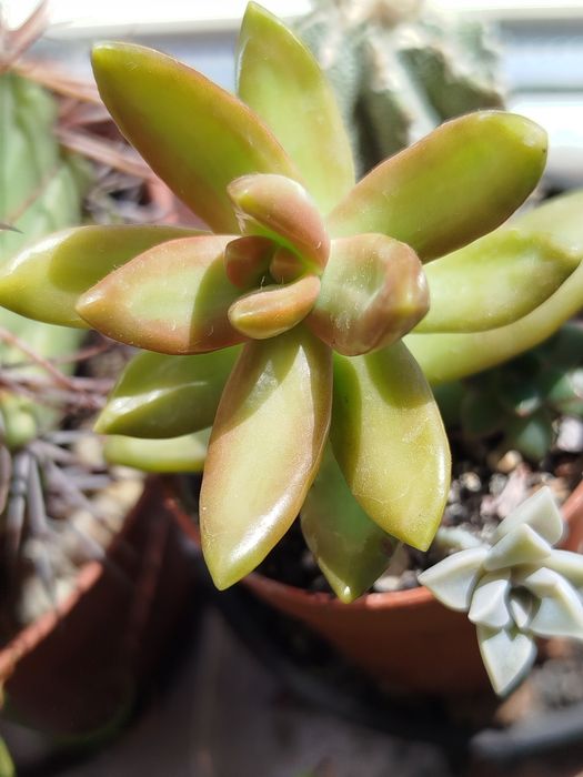 Суккуленти по 15 грн