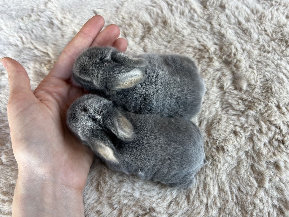 Karzełek Baranek/Mini Lop - Rodowód/Metryka Królik Króliki