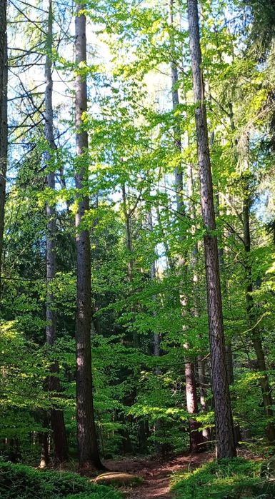 Działka nad jeziorem - roczna dzierżawa pod przyczepę, kamper