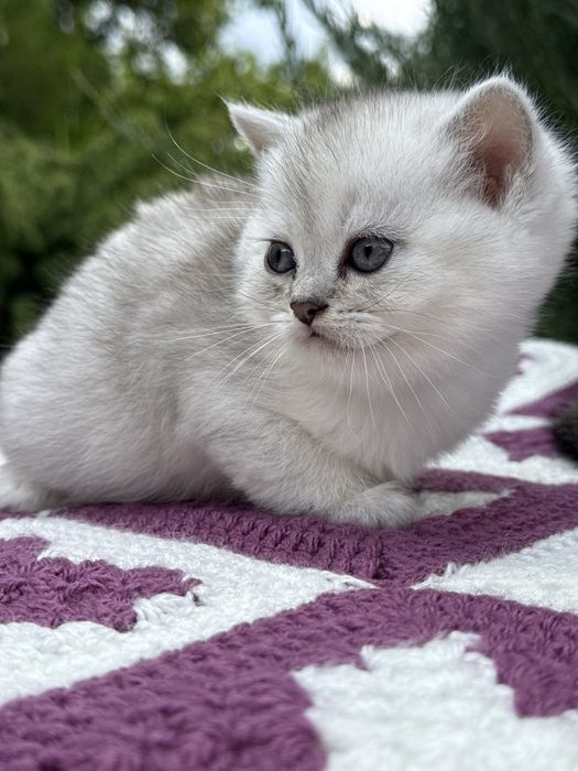 Скоттиш страйт, окрас серебристая шиншилла