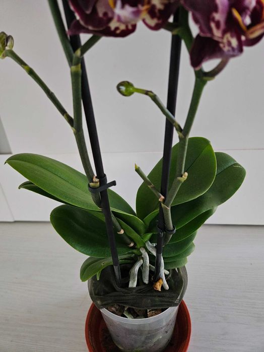 Орхидея Клубничный пирог (Phalaenopsis Strawberry Cake) .