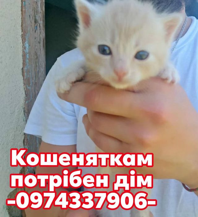 Кошенята шукають дім