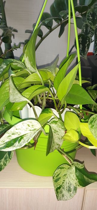 Цветы Сциндапсус епипремнум набор