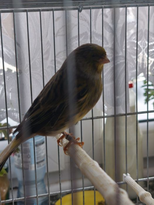 Kanarki GLOSTER samiec i 3 samice