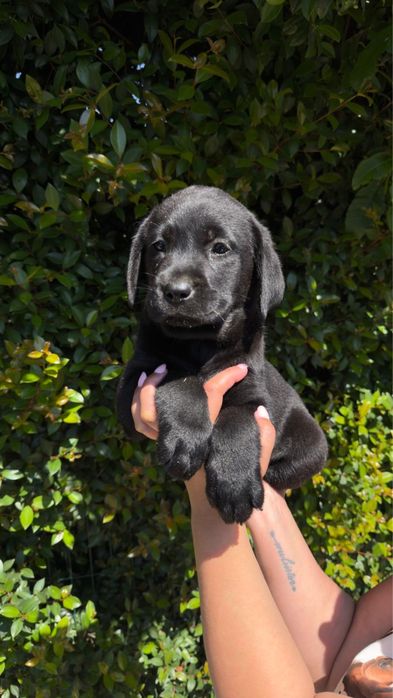 Labrador Preto Puro