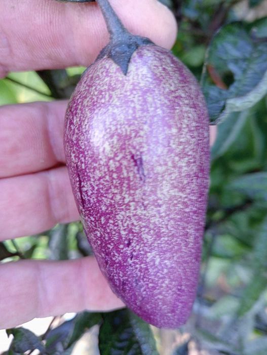 Pêra-Melão / Melão-andino