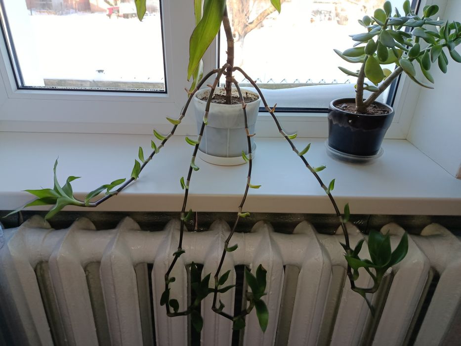 Рослина Золотий ус