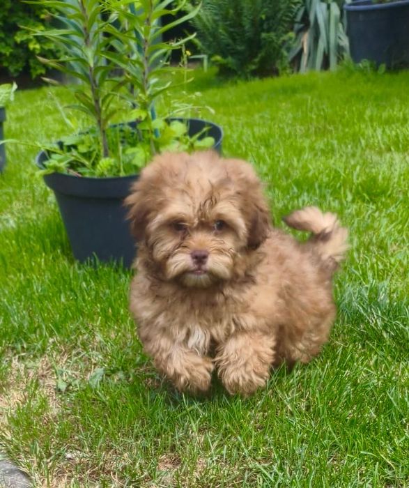 Shihpoo szczenię
