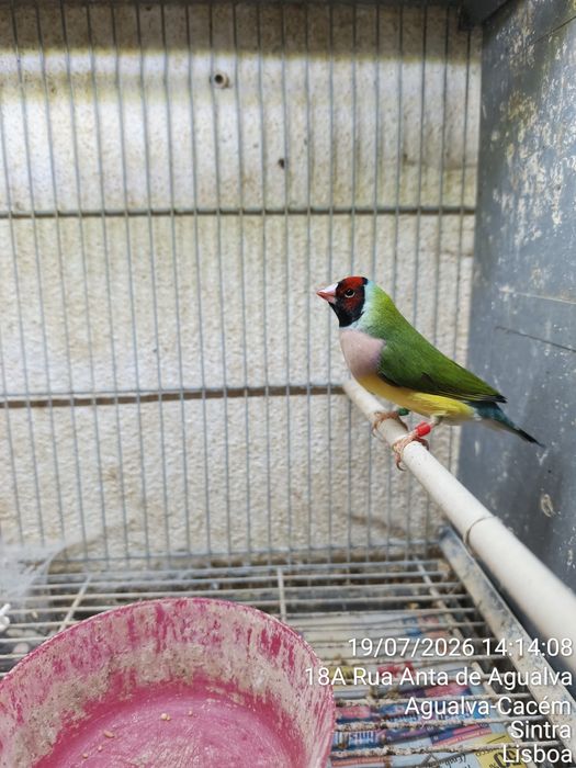 Casal Diamante Gould