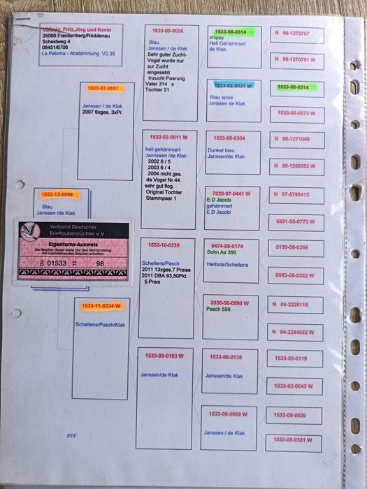 Golebie pocztowe w linii