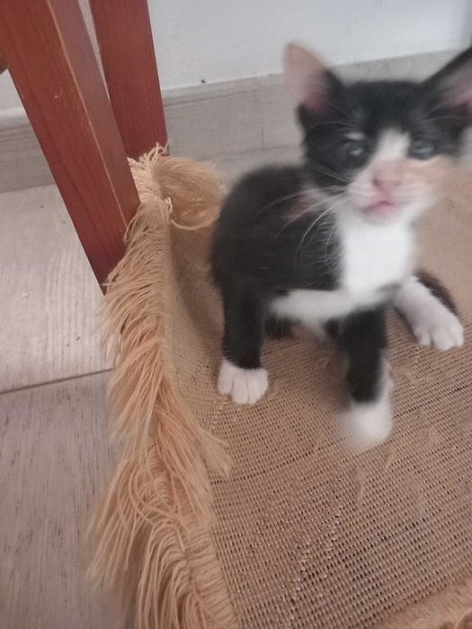 Gatinhos para adopção responsável