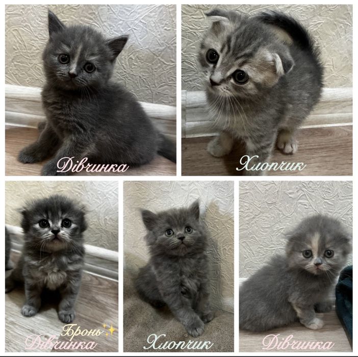 Шотладские котята