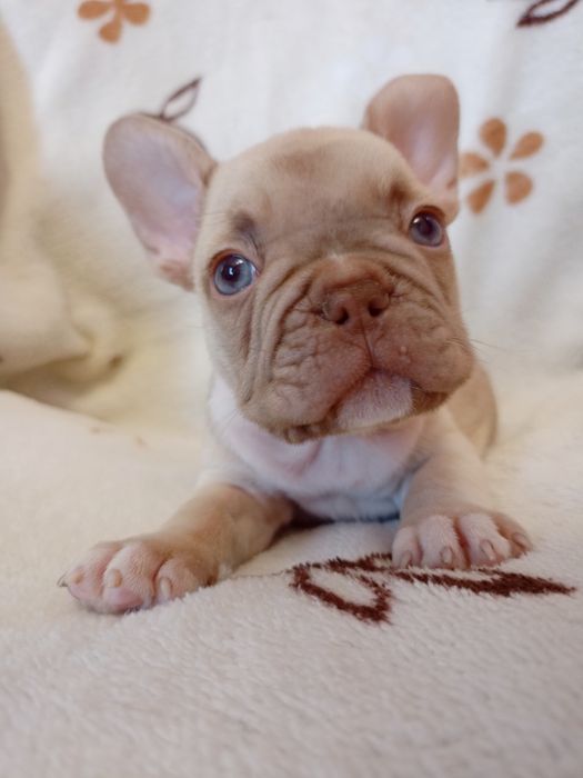 Малыши разных окрасов