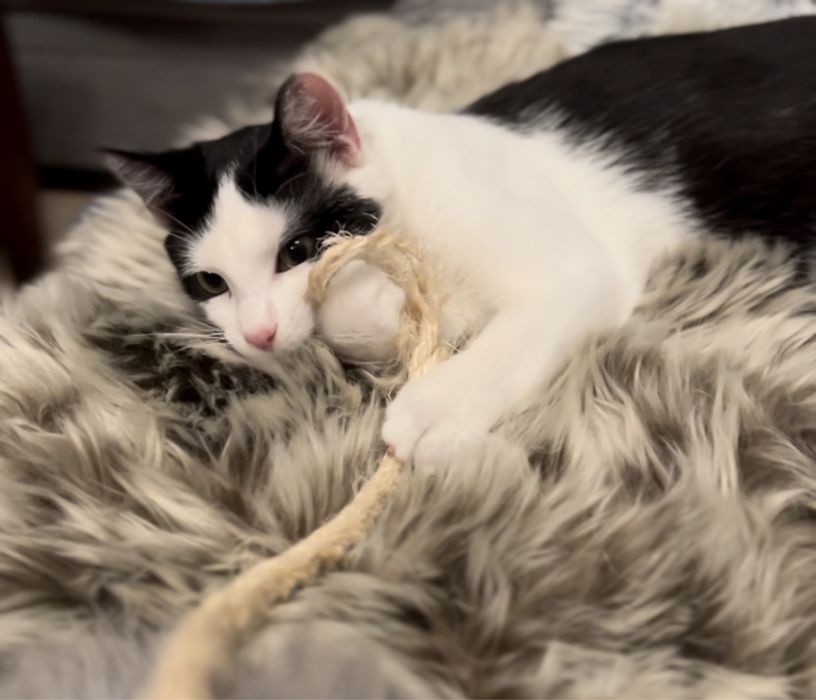 Cudowna kotka Gwiazdka szuka domku