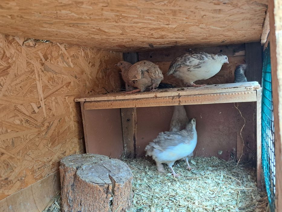 Jajka lęgowe przepiórka