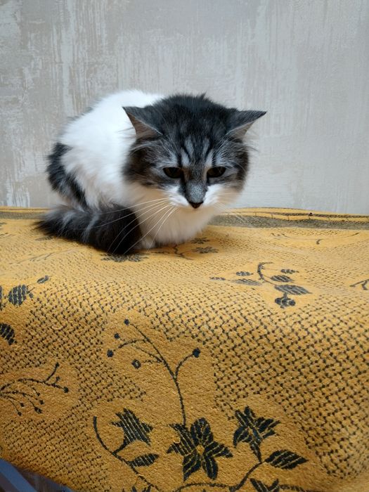 Кошечка шукає люблячу родиру