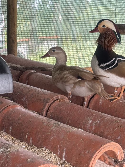 Patos ornamentais raça Mandarim