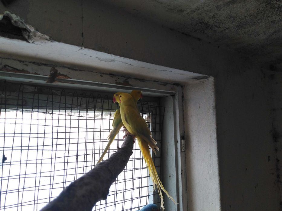 aleksandretty obrożne młode i pary lęgowe