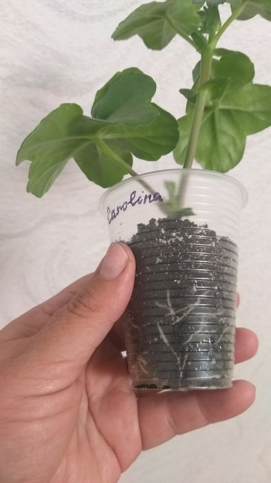 Пеларгонія плющелистні (12 сортів)