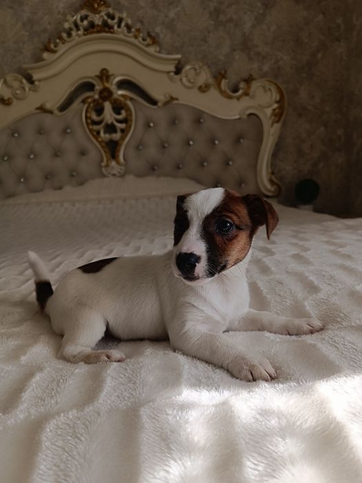 Щенки Джек Рассел