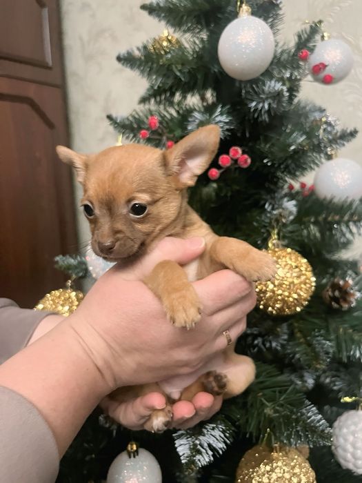 Дівчинка Той-Терьєр