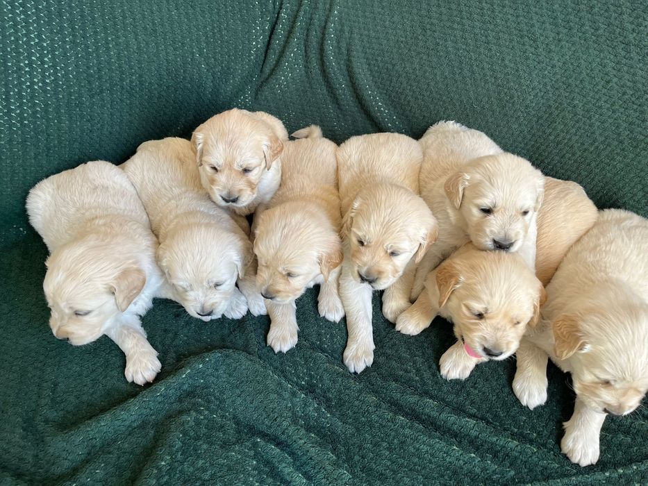 Golden Retriever