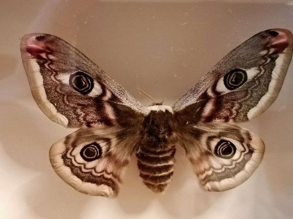 Polska ćma w ramce . Saturnia pavonia - samica .