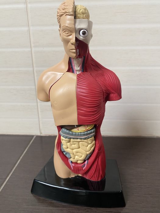 Торс  анатомии человеческого тела Humbrol Model Kit England