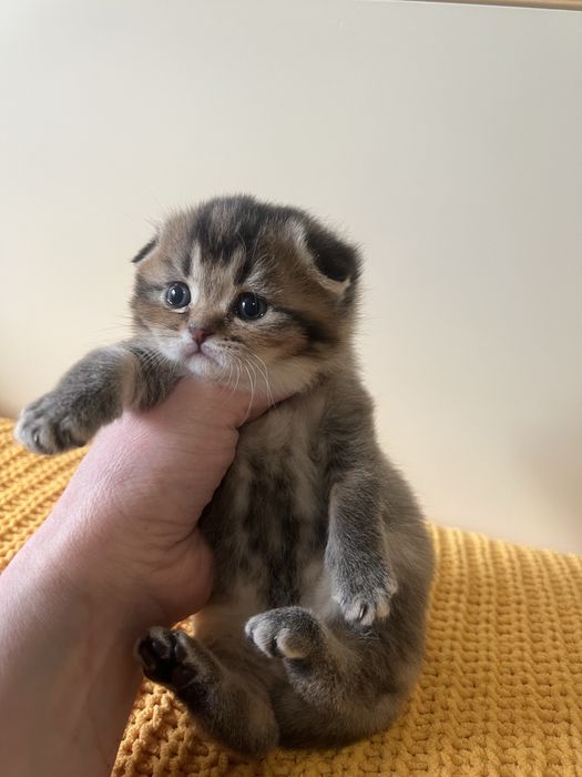 Британські котенята котики кошенята