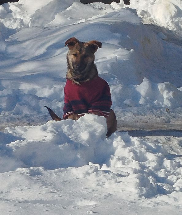 Віддам в добрі руки собачку дівчинку