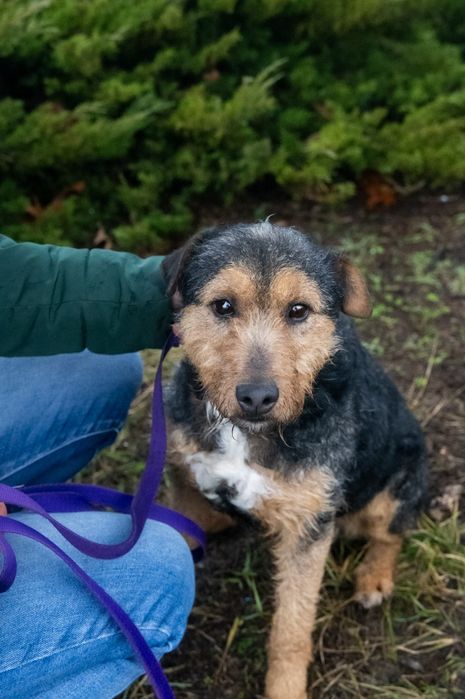 Foks szuka kochającego domu