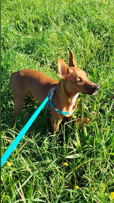 Cão para Adoção Responsável